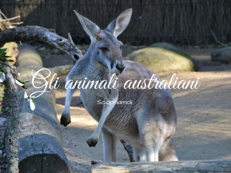 Gli animali australiani