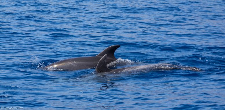 Avvistamento cetacei a Tenerife -Bonadea II