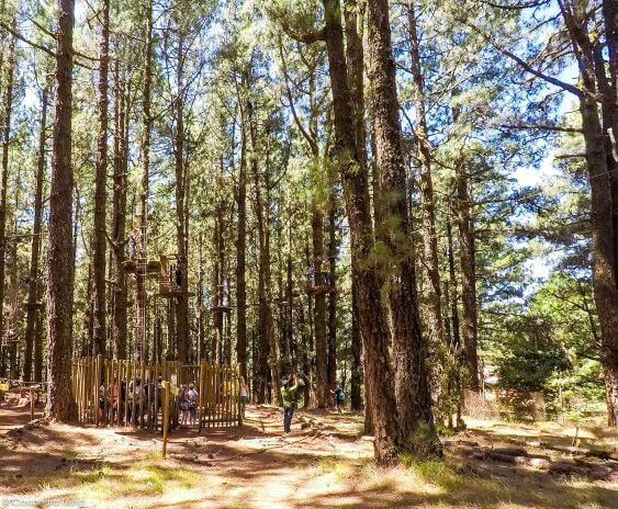 Forestal Park