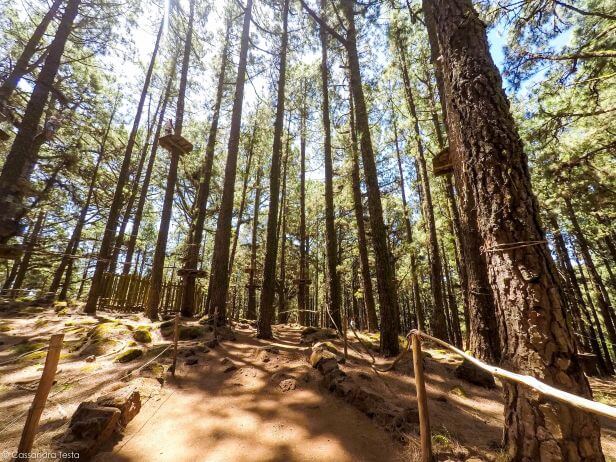 Forestal Park