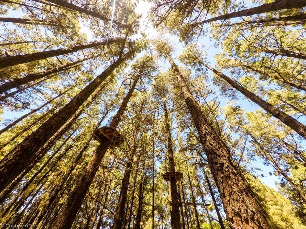 Forestal Park