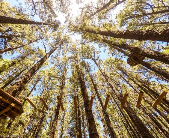 Forestal Park