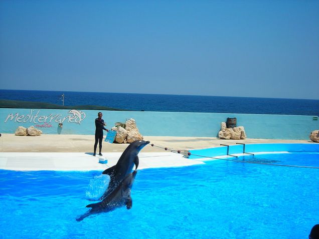 Spettacolo con i delfini a Marine Park sull'isola di Malta