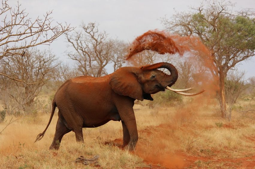 Un elefante in Africa