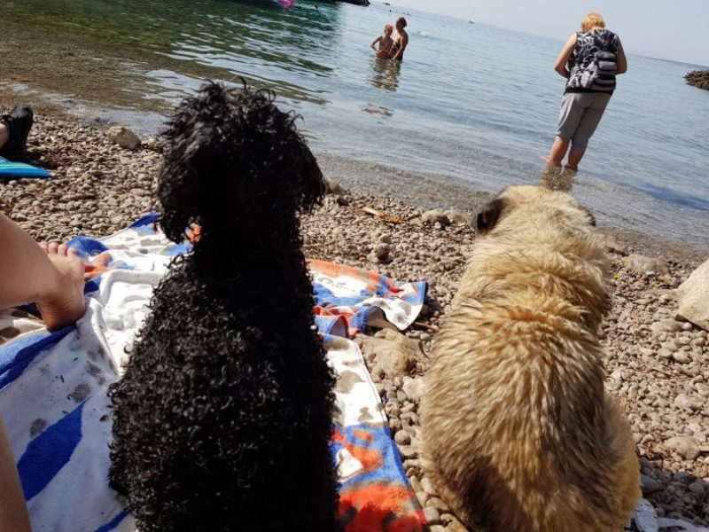 cani-fanno-amicizia-in-spiaggia