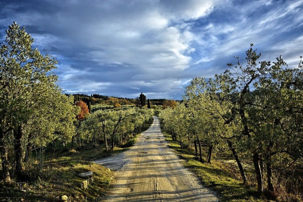 Vigneto Zona del Chianti Toscana